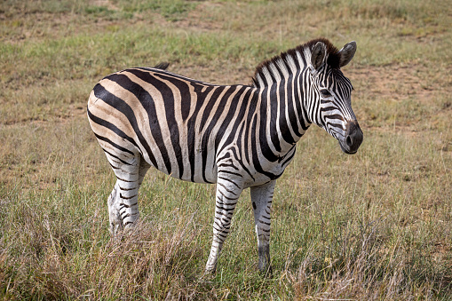 Side profile of Burchells Zebra with erected penis.  Location: Kruger National Park, South Africa