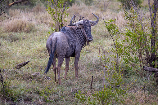 Blue wildebeest also known as a gnu in a open area in the Kruger National Park in South Africa