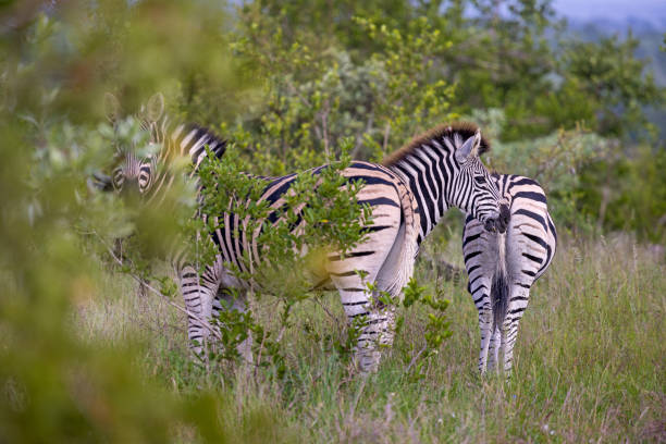 A herd of zebras in the open bush land in the Kruger National Park in South Africa