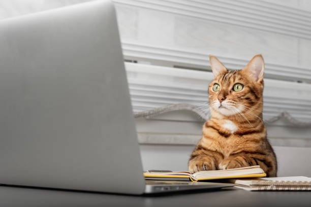 istock Red cat works at a computer from home. Home office during self-isolation and quarantine. 1453608713