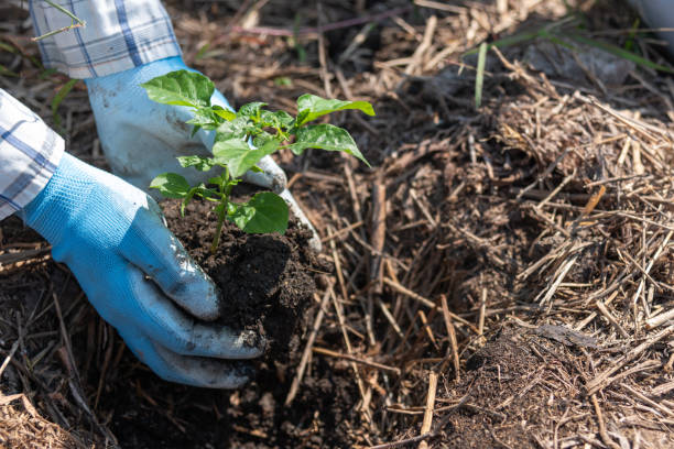 istock concept of hand planting trees increases oxygen and helps reduce global warming. 1453608728