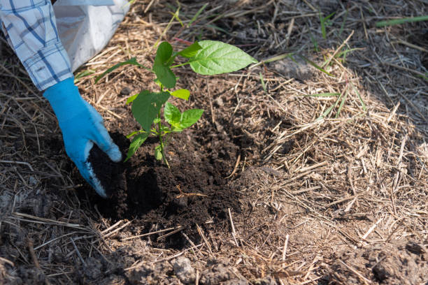 istock concept of hand planting trees increases oxygen and helps reduce global warming. 1453608729
