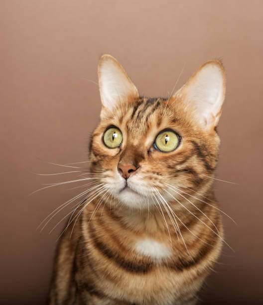 istock Funny muzzle of a Bengal cat on a brown background. 1453608741