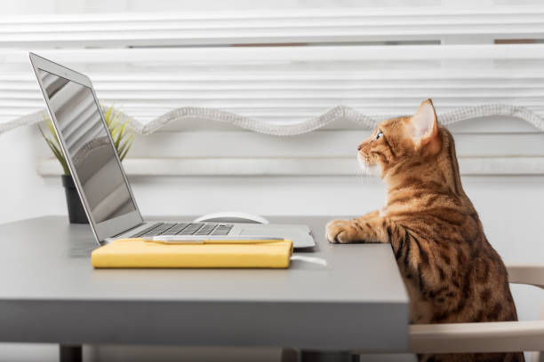 istock The cat is sitting on the desktop next to a laptop and a notepad, a white home office 1453608828
