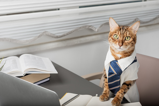 Serious bengal cat is the boss in a tie and shirt in the office. Cat office clerk or manager.