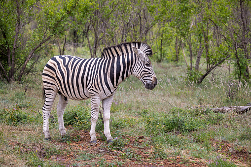 A zebra horse (side head) with arid land environment background. Animal wildlife portrait photo, close-up and selective eye focus.