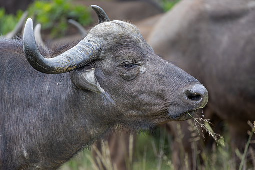 African buffalo in the Kruger National Park in South Africa seen in profile