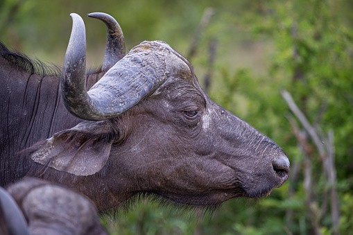 African Buffalo at Kruger National Park in  South Africa