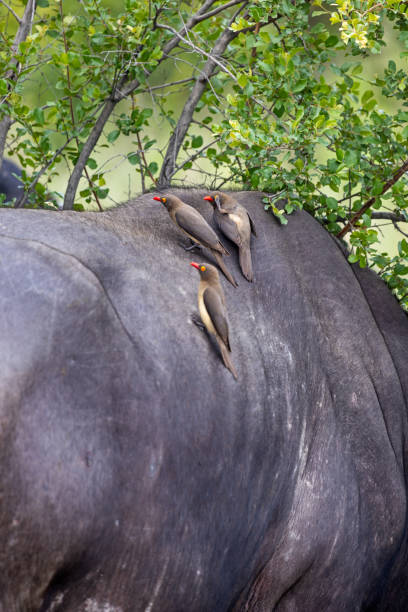 istock African buffalo with red-billed oxpeckers 1453609435