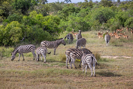 A herd of zebras in the open bush land in the Kruger National Park in South Africa