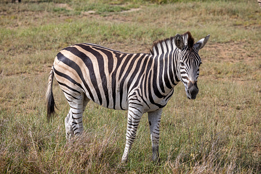 zebra portrait isolated on white background