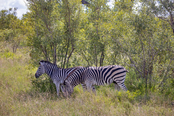 A herd of zebras in the open bush land in the Kruger National Park in South Africa
