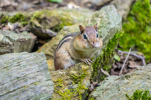 Cute Little Chipmunk with full cheeks looks around near his home in rock garden.