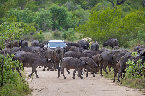 Kruger Park, South Africa - December 4th 2022: Large herd of African buffaloes crossing a road in the Kruger National Park in South Africa