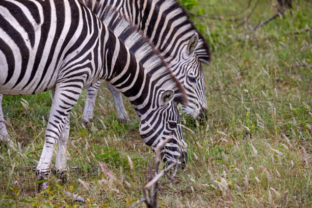 istock Herd of zebras in open bush land 1453610220