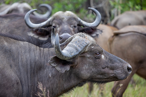 African buffalo in the Kruger National Park in South Africa seen in profile