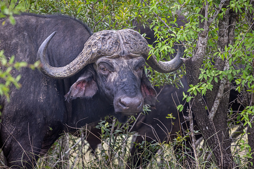 African buffalo in a herd in the Kruger National Park in South Africa watching the photographer