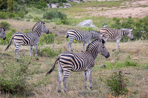 A herd of zebras in the open bush land in the Kruger National Park in South Africa