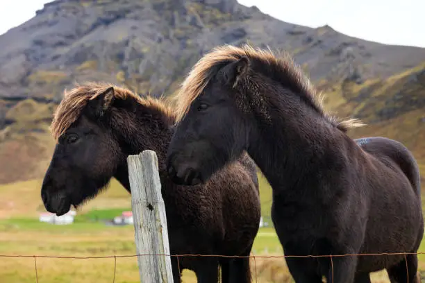 Two icelandic horses ( islenski hesturinn ) in a Southern Iceland pasture.