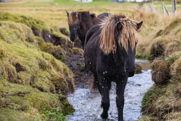 Two black icelandic horses ( islenski hesturinn )  in a Southern Iceland pasture stream.