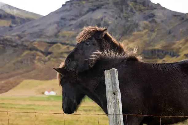 Adorable Icelandic horses ( islenski hesturinn ) in a Southern Iceland pasture.