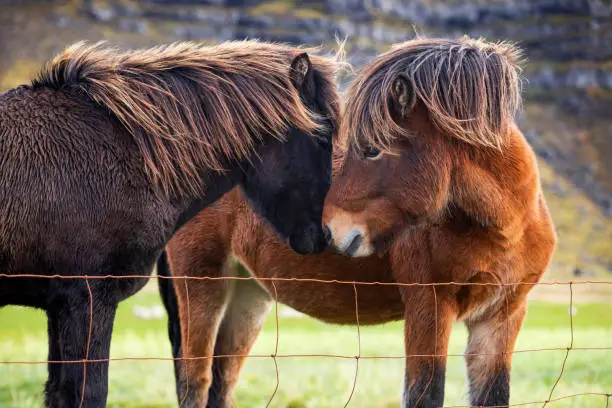 Two icelandic horses ( islenski hesturinn ) nuzzle in a Southern Iceland pasture.