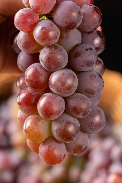 istock Grapes, details of beautiful grapes on rustic wood, selective focus. 1453611175