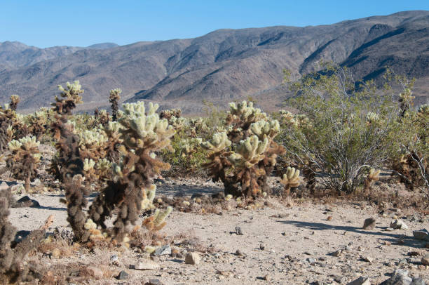 istock joshua tree national park california teddy bear cholla cacti 1453612069