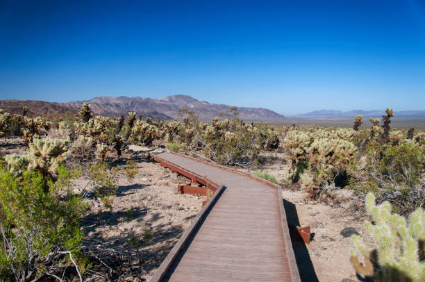 a wooden boardwalk through the teddy bear cholla cactus garden within Joshua Tree National Park in Joshua Tree California.