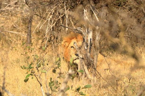 retrato de león macho africano en el parque kruger sudáfrica - control looking at camera animal direction fotografías e imágenes de stock