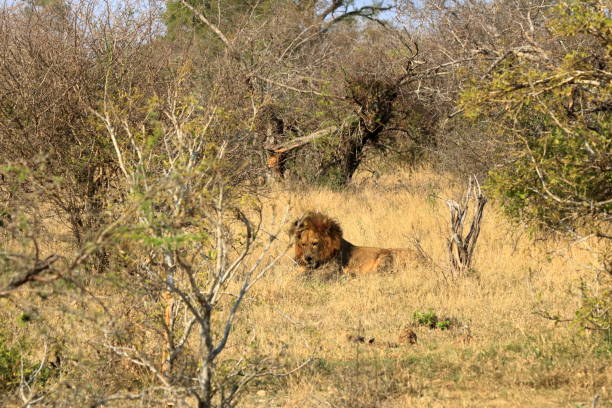 retrato de león macho africano en el parque kruger sudáfrica - control looking at camera animal direction fotografías e imágenes de stock