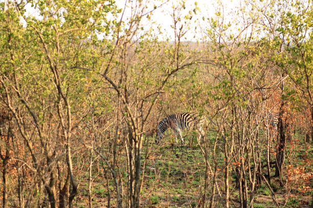 Cape Mountain Zebra (Equus zebra), Kruger National Park in South Africa.