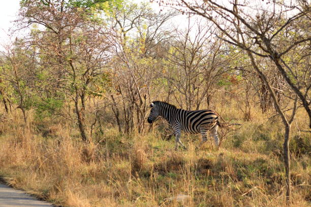 istock Cape Mountain Zebra (Equus zebra), Kruger National Park, South Africa. 1453613052