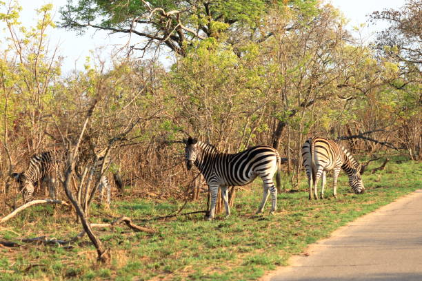 istock Cape Mountain Zebra (Equus zebra), Kruger National Park, South Africa. 1453613064