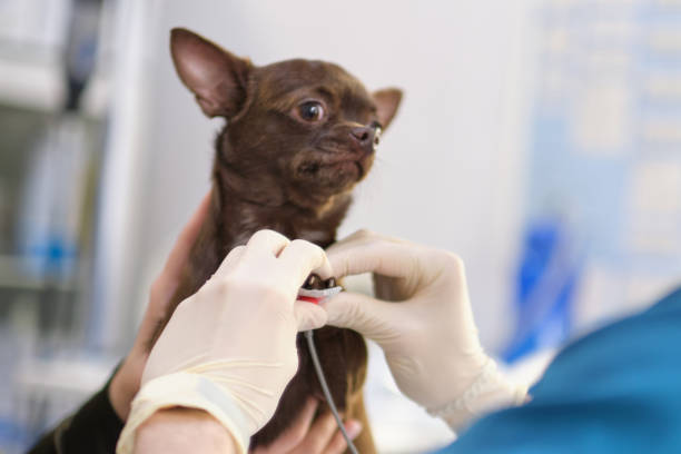 veterinarian shaves a small dog to connect electrodes for an electrocardiogram examination stock photo