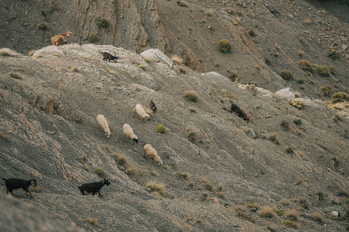 Herd of mountain goats on trail in the rocky Atlas mountains, Morocco