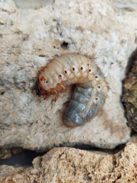 istock Beetle larvae is isolated on the ground 1453614452