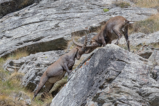 Combat among ibexes on the rocks