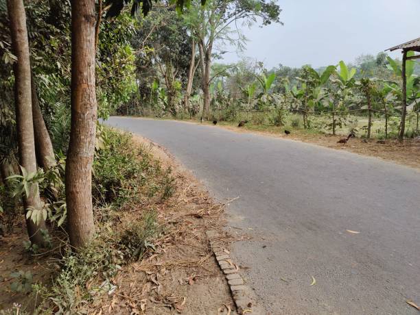 istock Clean  road with trees on both sides in the village 1453615687