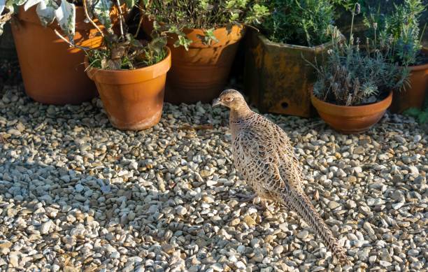 istock close-up of a female pheasant (Phasianus colchicus) 1453617861