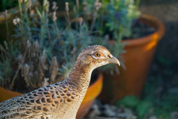 istock close-up of a female pheasant (Phasianus colchicus) 1453618694