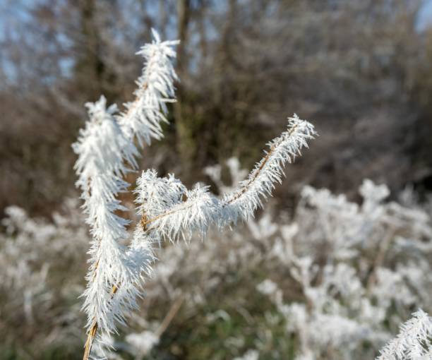 istock ce and frost formed on winter meadow plants, Wiltshire UK 1453618717