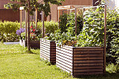 Raised Bed for Growing Fresh Vegetables