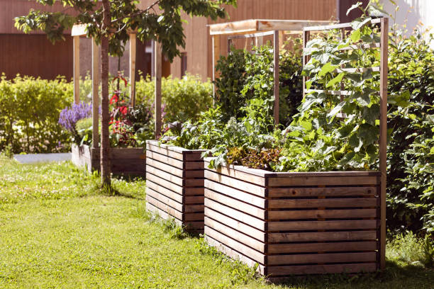 podniesione łóżko do uprawy świeżych warzyw - raised bed garden zdjęcia i obrazy z banku zdjęć