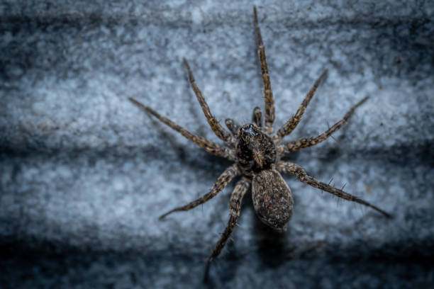 istock Closeup shot of a wolf spider 1453618890