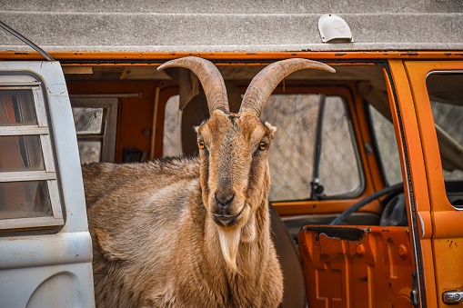 A closeup shot of a brown-furred domestic goat, in an old orange van, outdoors