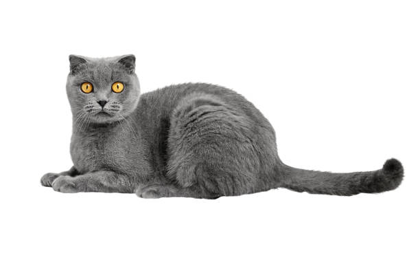 istock Beautiful gray Scottish cat, isolated on a white background. 1453620726