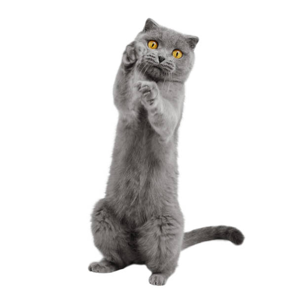 istock Playful cat stands on its hind legs, isolated on white background 1453620732