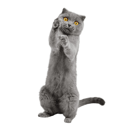 Playful cat stands on its hind legs, isolated on white background