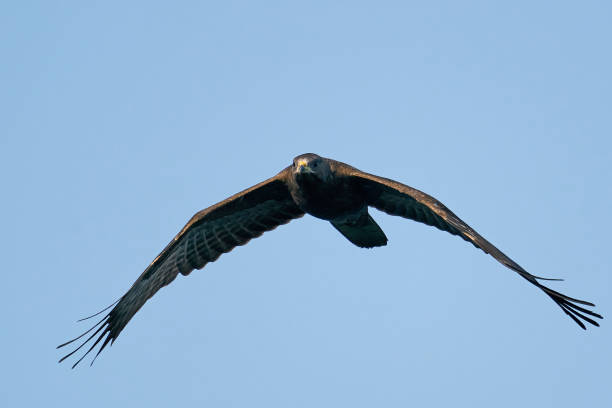 istock European honey buzzard (Pernis apivorus) 1453621214